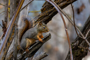 squirrel in the forest on a branch in leavenworth