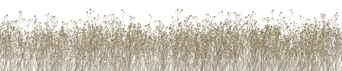 Dried wild plant in summer, Tropical forest with isolated on transparent background - PNG file, 3D rendering for create and design