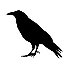 Fototapeta premium Black Crow Silhouette Vector