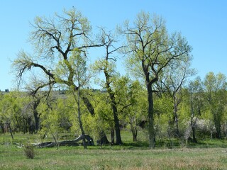 Vibrant trees in a green spring meadow, Boulder, Colorado