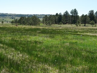 Obraz premium Spring grassland with light and dark green patterns, Boulder, Colorado