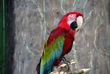 Green-winged Macaw