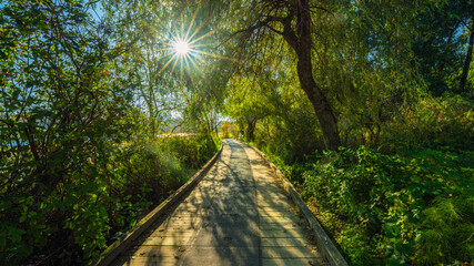 Sunlight filtering through trees on woodland boardwalk at Deer Lake Park, Burnaby, BC, Canada.