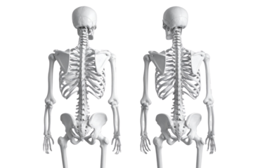 Two Human skeleton with back view isolated on a transparent background