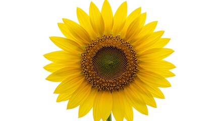 Fototapeta premium Golden Radiance: A Sunflower's Embrace AI Generated