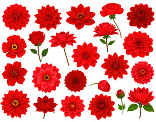 Collection of red and white blooming flowers in a decorative floral set