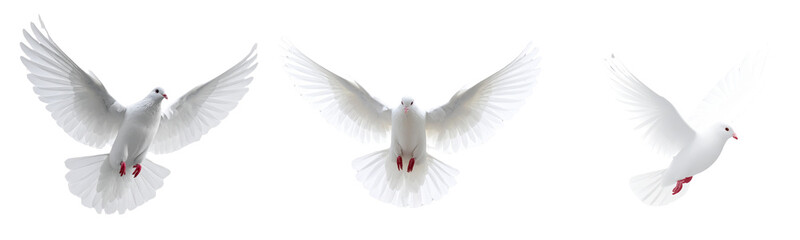Fototapeta premium Three white doves in various stages of flight. cut out transparent 
