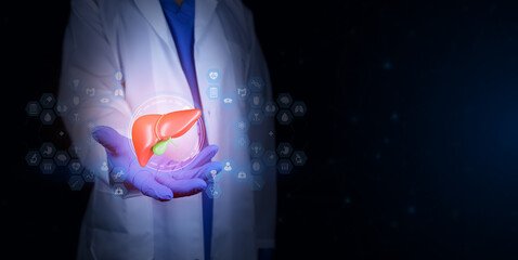 Hepatologist holding an anatomical model of the liver. Concept of liver health, prevention, liver...