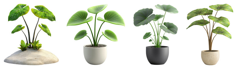 Obraz premium Collection of Tropical Green Indoor Plants in Decorative Pots