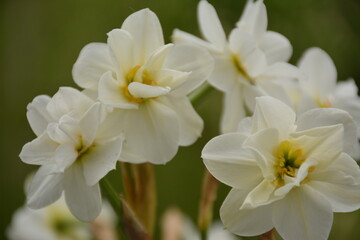 White and yellow daffodils on a blurred green background
