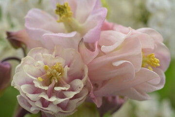 Close-up of delicate pale pink columbine flowers