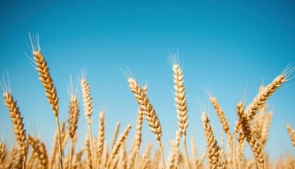 Fototapeta premium Golden Wheat Field Against a Clear Sky