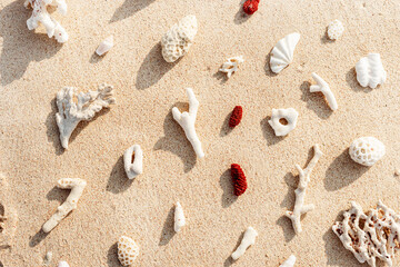 Creative pattern with Seashells and corals on sandy beach at sunlight. Summer vacation concept, beach mood. Nautical Top view minimal aesthetics still life composition on ocean shore. Nature color