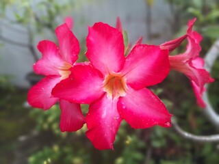Adenium flower bloming. Adenium obesum, commonly called desert rose, is a thick-stemmed sparsely...