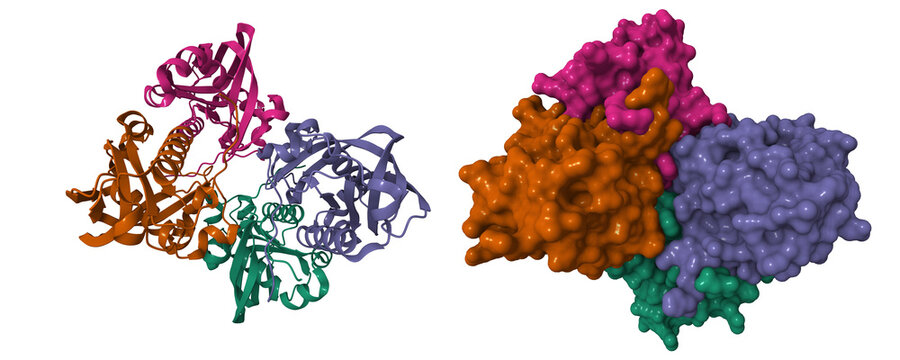Structure of human mitochondrial peptide deformylase, a novel cancer target. 3D cartoon and molecular surface models, chain id color scheme, pdb 3g5b