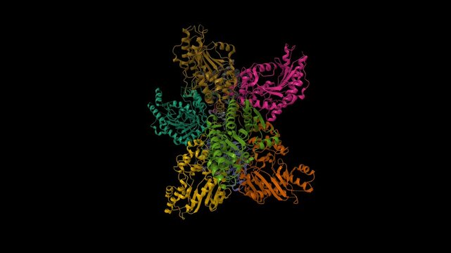 Cryo-EM structure of human uMtCK1. Animated 3D cartoon and molecular surface models, chain id color scheme, pdb 9b05, black background