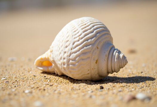 Close-up of a beautiful seashell resting on sandy beach