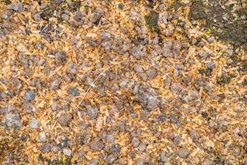 Chicken droppings with sawdust on a vegetable garden bed close-up. Fertilizing the soil with bird droppings
