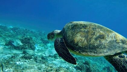 Obraz premium Sea turtle swimming gracefully over a vibrant coral reef in clear blue ocean waters, showcasing marine life and underwater ecosystem