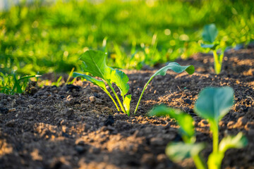 Freshly planted cabbage seedlings grow in the garden in the morning at sunrise. Young vegetable sprouts