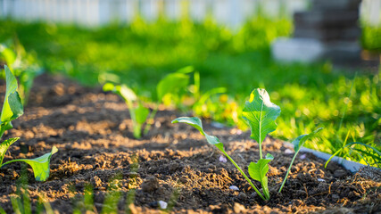 Freshly planted cabbage seedlings grow in the garden in the morning at sunrise. Young vegetable sprouts