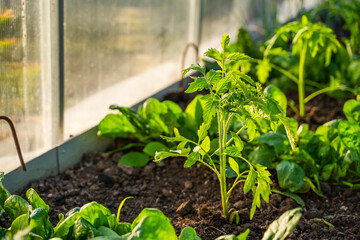 Young tomato seedling growing on a greenhouse bed at sunset close-up. Planted seedlings