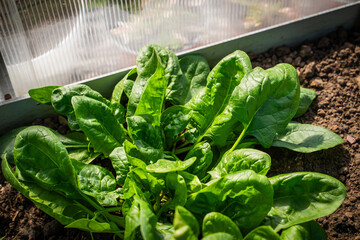 Spinach growing on a bed in a greenhouse close-up. Large leaves of growing spinach at sunset