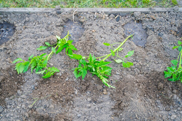 The garden bed is prepared for planting tomato seedlings. The process of planting tomatoes in the garden