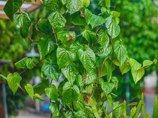 Fresh green betel leaves (Piper betle) growing on a vine, captured in a natural garden setting. The leaves are heart-shaped with vibrant textures and healthy veins.