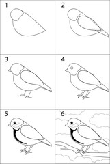 step-by-step instructions on how to draw a tit. A simple child's drawing of a bird. vector tutorial for beginners, basics of drawing
