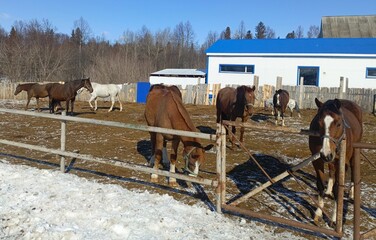 Mixed Color Horses in Rustic Winter Paddock with Stable Background
