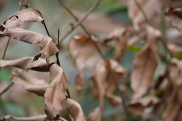 A blurred background adds depth and focus, enhancing subject clarity in photos or visual designs.