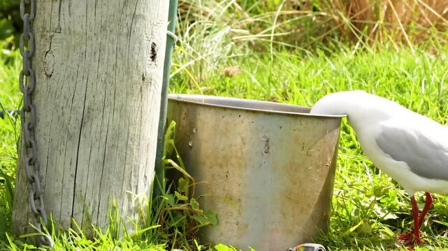 Gull Interacting with Post and Bucket