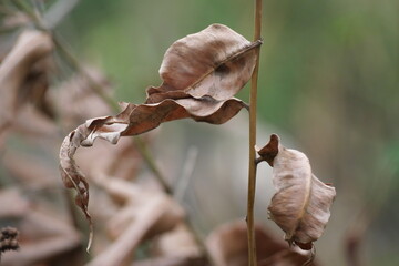A blurred background adds depth and focus, enhancing subject clarity in photos or visual designs.