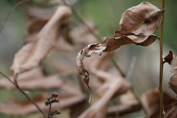A blurred background adds depth and focus, enhancing subject clarity in photos or visual designs.