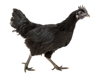 black chicken on transparent background