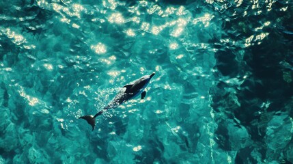 Obraz premium A cheerful dolphin swimming playfully through clear turquoise waters