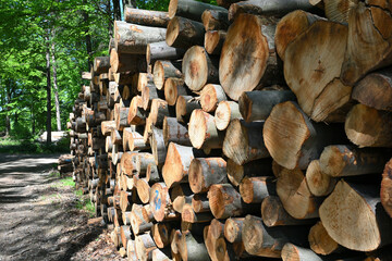Baumstämme mit Baumringen im Naturschutzgebiet Sengbachtal, Deutschland fotografiert