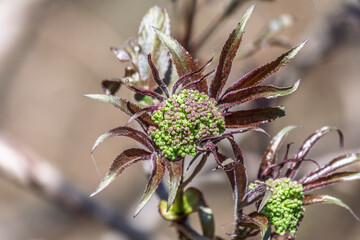 Small buds of sambucus racemosa in early spring time.