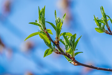 Green bushes with young leaves in the sunset
