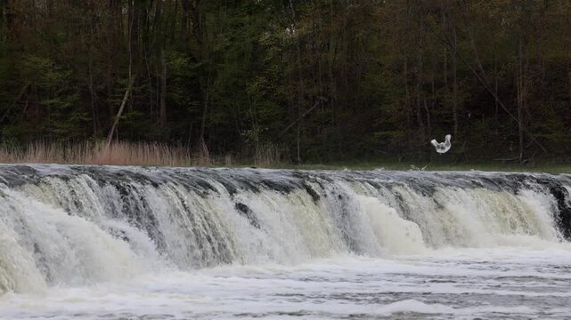Kuldiga, Latvia Water flowing over the Venta River waterfall, the widest in Europe, 270 meters wide. 