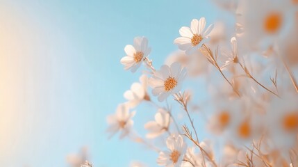 Fototapeta premium Delicate flower blooms against a soft blue sky, showcasing nature's beauty and perfect for spring-themed designs.