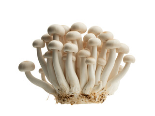 Cluster of Fresh Enoki Mushrooms on transparent Background Highlighting Texture and Detail

