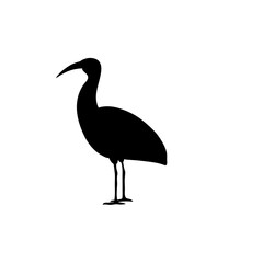 Ibis bird silhouette. Vector illustration 