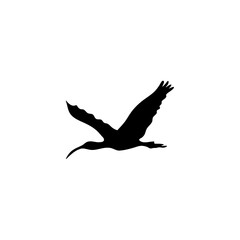 Ibis bird silhouette. Vector illustration 