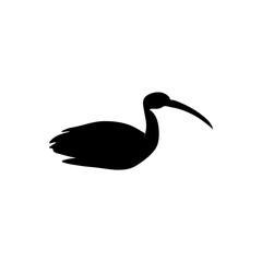 Ibis bird silhouette. Vector illustration 