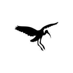 Ibis bird silhouette. Vector illustration 