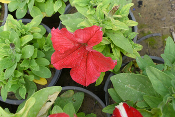 Red petunias in the garden, Petunia, Close up of Red Petunia flower in the garden, Petunia flower and blurred background, Background of Red petunia flowers, spring flower Closeup.