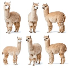 Fototapeta premium Various Poses of Soft and Fluffy Alpacas on White Background