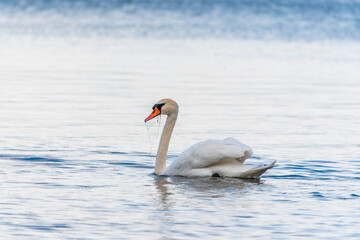 Graceful white Swan swimming in the lake, swans in the wild. Portrait of a white swan swimming on a lake.